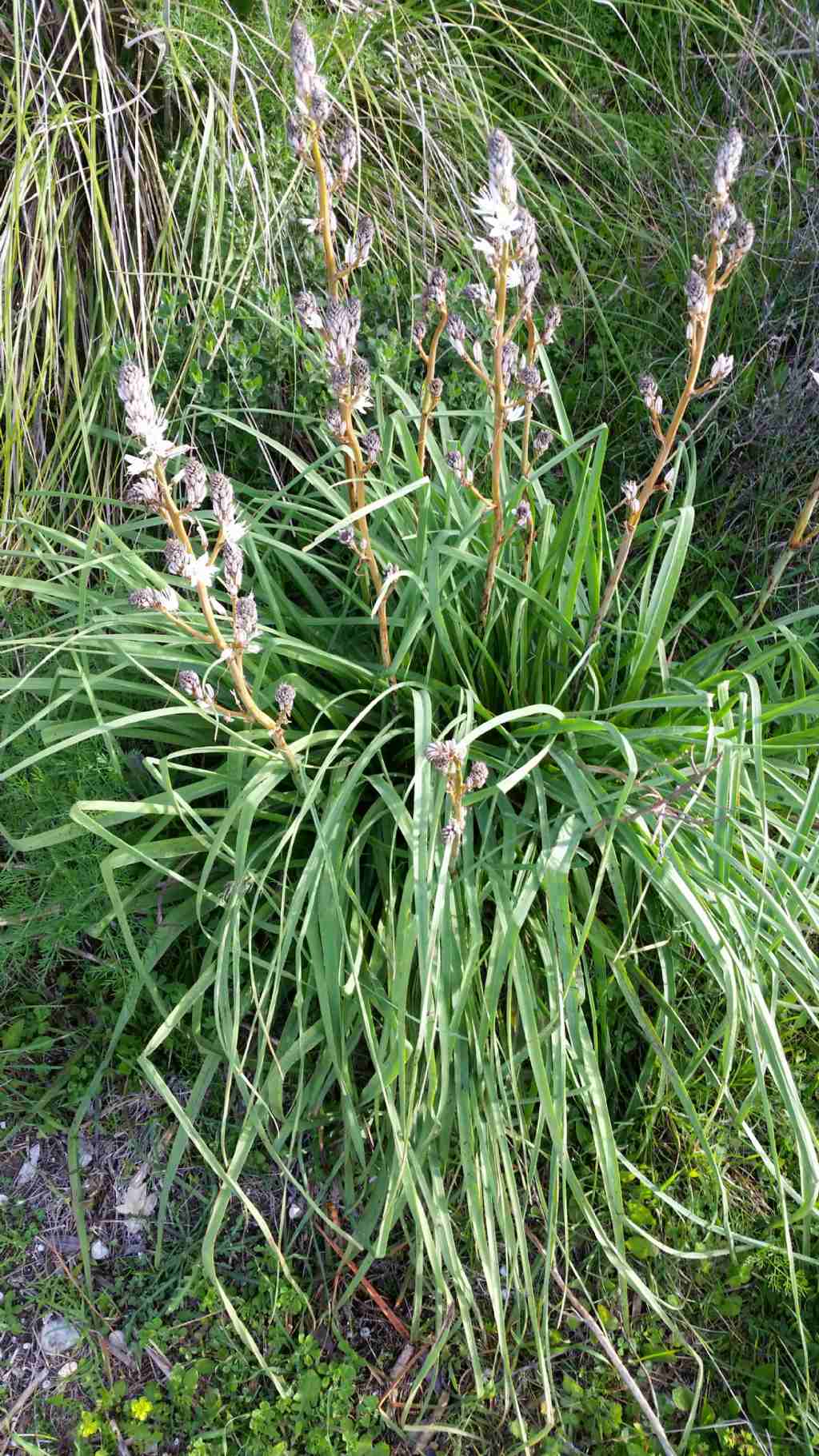 Asphodelus ramosus (Asphodelaceae)